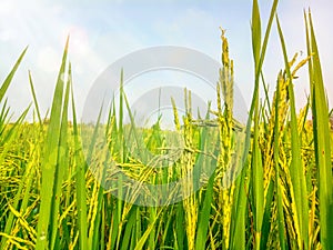 Rice, yellow rice and green leaves and beautiful blue sky