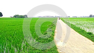 Rice young crops fields near village landscape