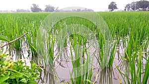 Rice young crops fields snap stock