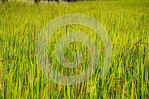 A riceberry field, farm, plantation