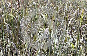 Riceberry field which in the Thai rice varieties