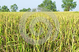 Riceberry rice