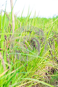 Riceberry rice in the paddy field