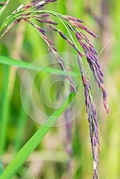 Riceberry rice in the paddy field