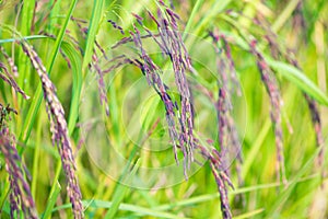 Riceberry rice in the paddy field