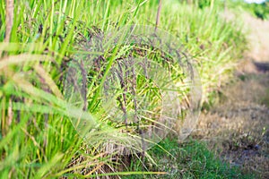 Riceberry rice in the paddy field