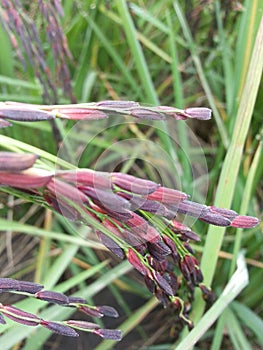 Riceberry rice Thailand