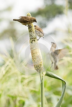 Ricebird eating sorghum plant