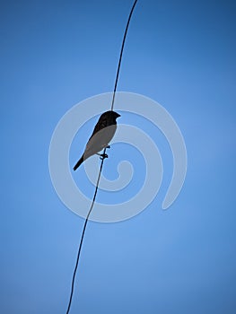 Ricebird Elegant Stand on a Wire