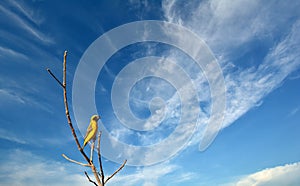 Ricebird males are waiting for females to mate .