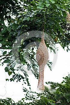 Ricebird nest hanging on tree