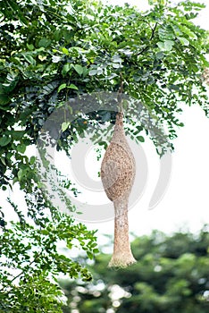 Ricebird nest hanging on tree