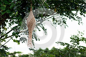 Ricebird nest on tree