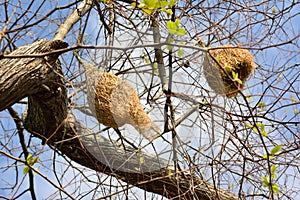 Ricebird nests on the trees.