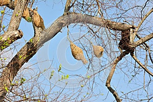 Ricebird nests on the trees.