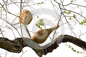 Ricebird nests on the trees.