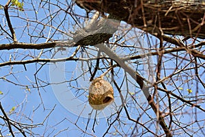 Ricebird nests on the trees.