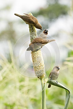 Ricebird perched on sorghum plant