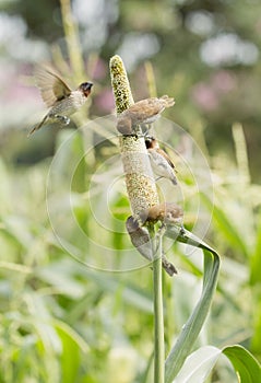 Ricebird perched on sorghum plant