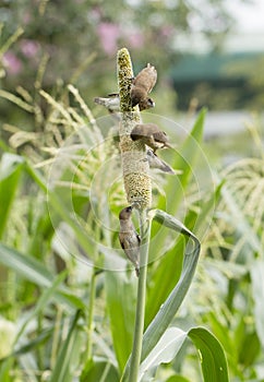 Ricebird perched on sorghum plant