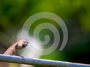 Ricebird Prepared to Flying