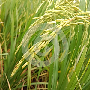 RiceCrop photo