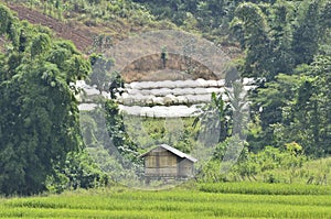 Ricefield