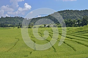 Ricefield