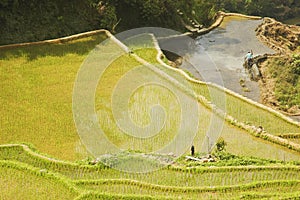 Ricefield