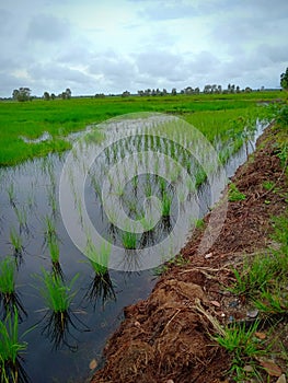 Ricefield in the afternoon and rice field