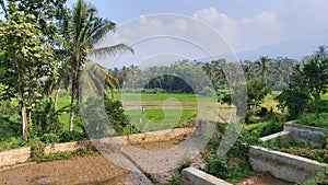 Ricefield from the begining
