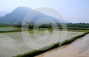A ricefield at China.