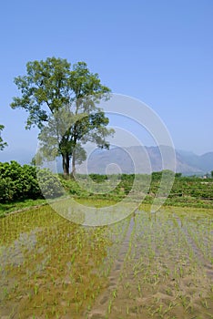 A ricefield at China