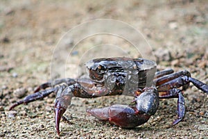 Ricefield crabs walking on the ground