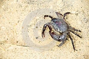 Ricefield crabs walking on the ground in rainy season.