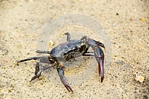 Ricefield crabs walking on the ground in rainy season.