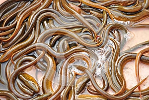 Ricefield eel photo