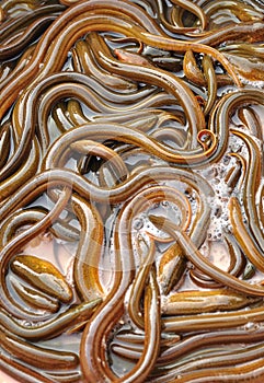 Ricefield eels photo