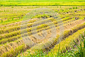 Ricefield after harvest.