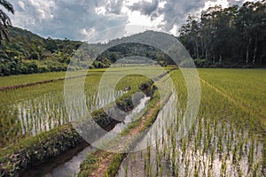 Ricefield at landak regeny