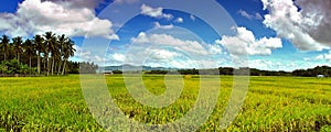 Ricefield Landscape