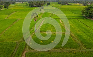 A ricefield and landscape near the city of Takeo in Cambodia