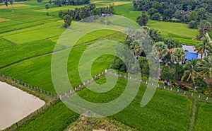 A ricefield and landscape near the city of Takeo in Cambodia