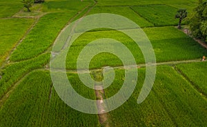 A ricefield and landscape near the city of Takeo in Cambodia