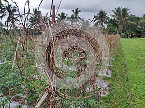 ricefield lombok timur