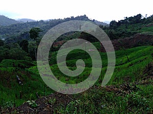 Ricefield Meratus Mountain farmland dayak people Kalimantan Selatan ; Borneo