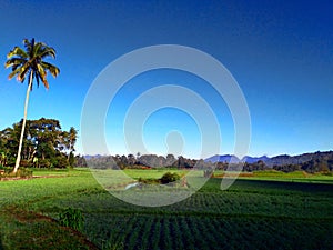 Ricefield in the middle of county