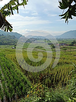 Ricefield and month