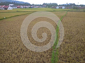 Ricefield in the morning