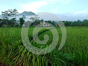 ricefield in morning